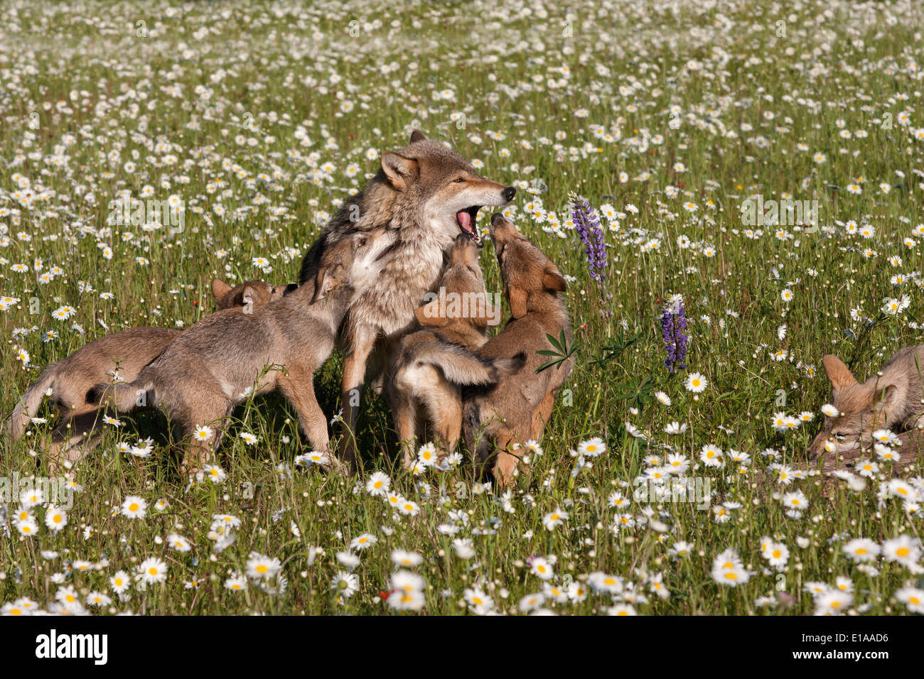 Playful Wolf Puppies Jumping on Momma Wolf in Wildflower Field Stock Photo