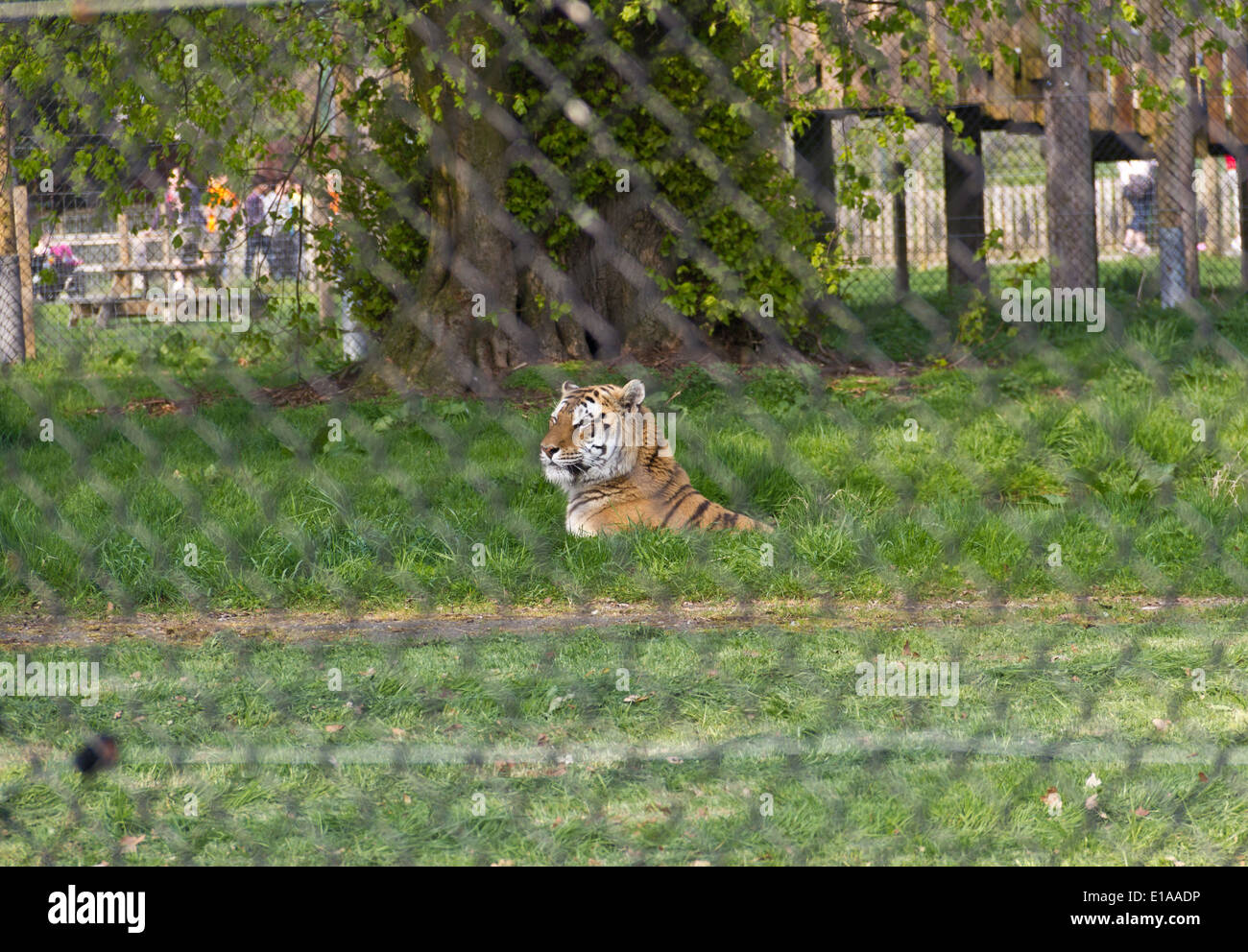 Royal Bengal Tiger in its enclosure at the Blair Drummond Safari park, this is an open park where one can drive through Stock Photo