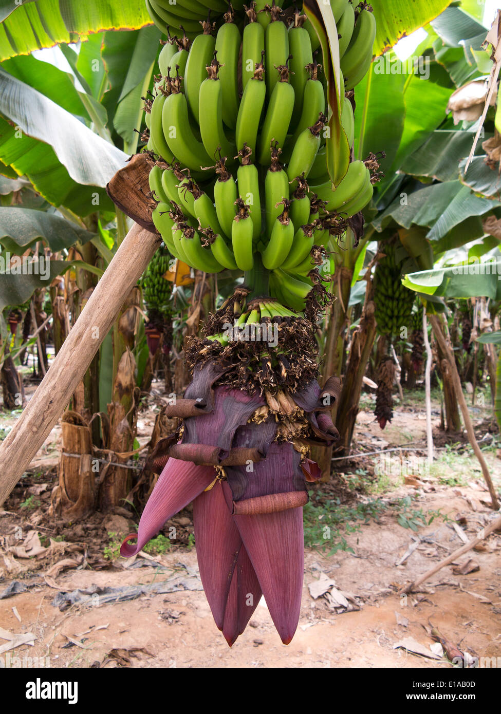 Details of banana trees showing unripe green fruit and inflorescence, growing inside very large polytunnels Stock Photo
