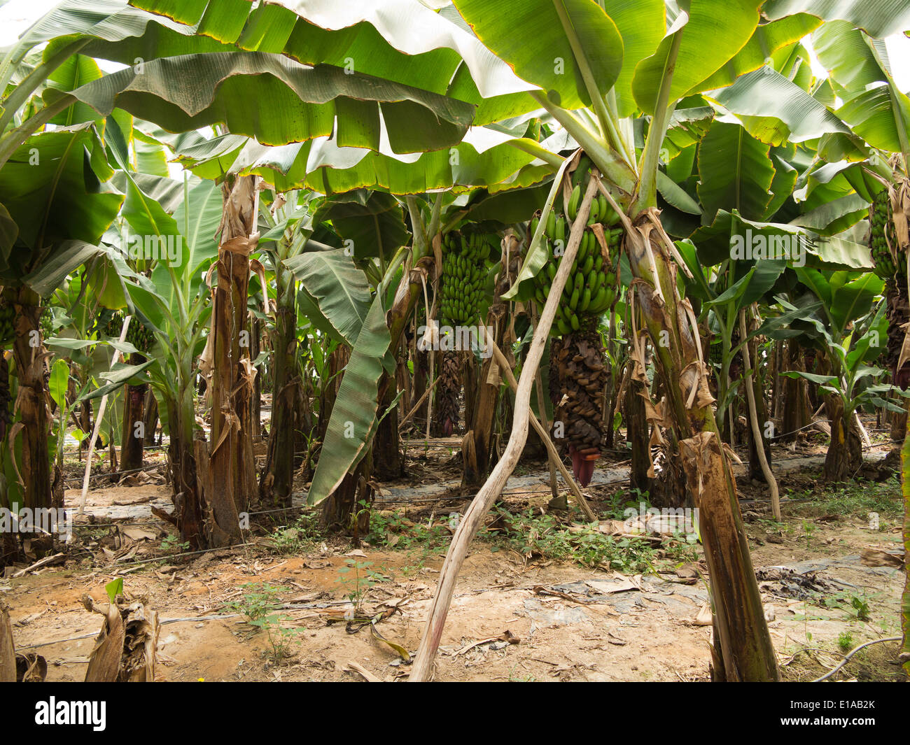 Details of banana trees showing unripe green fruit and inflorescence ...
