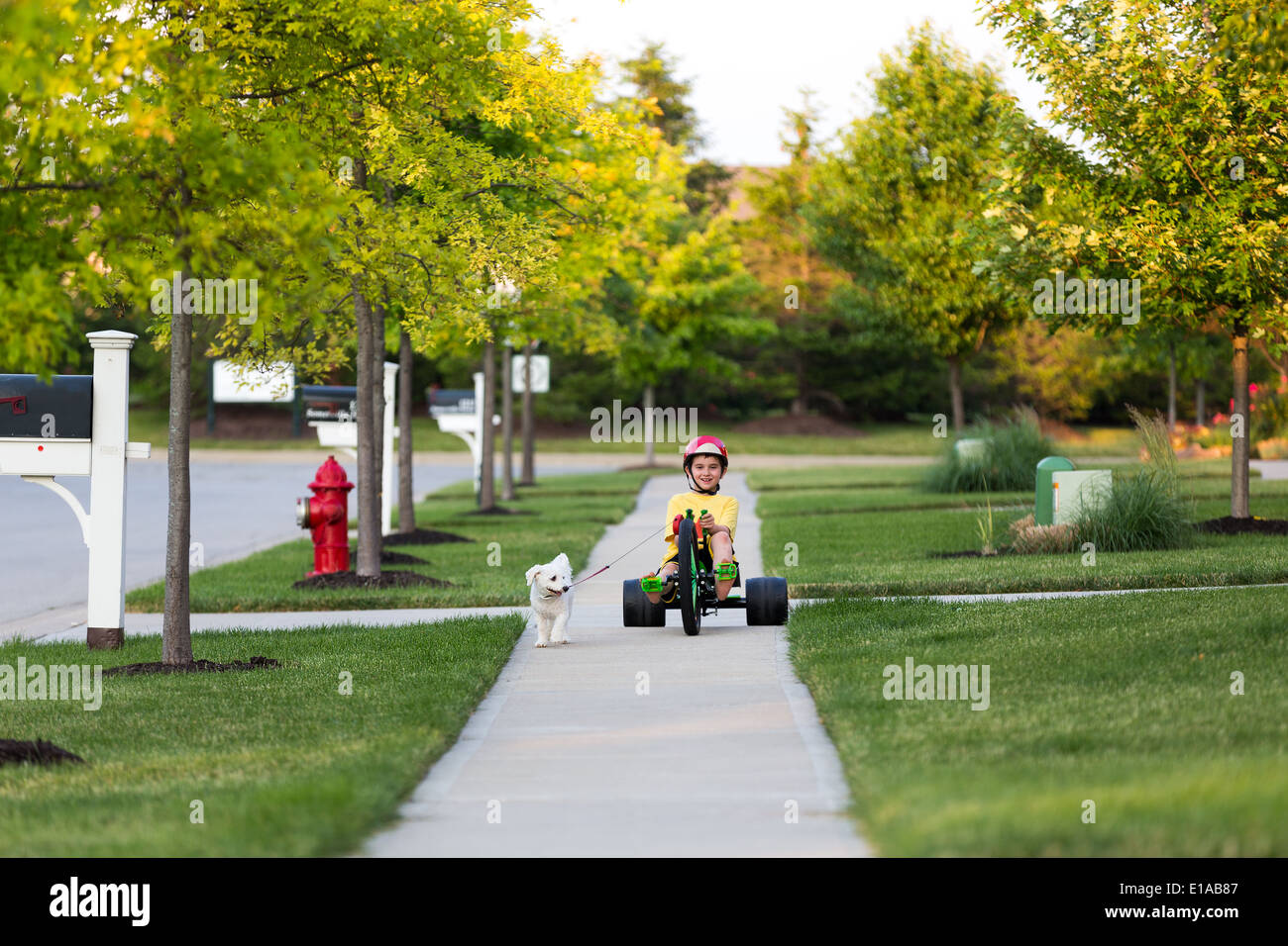 Young boy walking the dog with his tricycle on the nicely cut grasses in their neighborhood Stock Photo