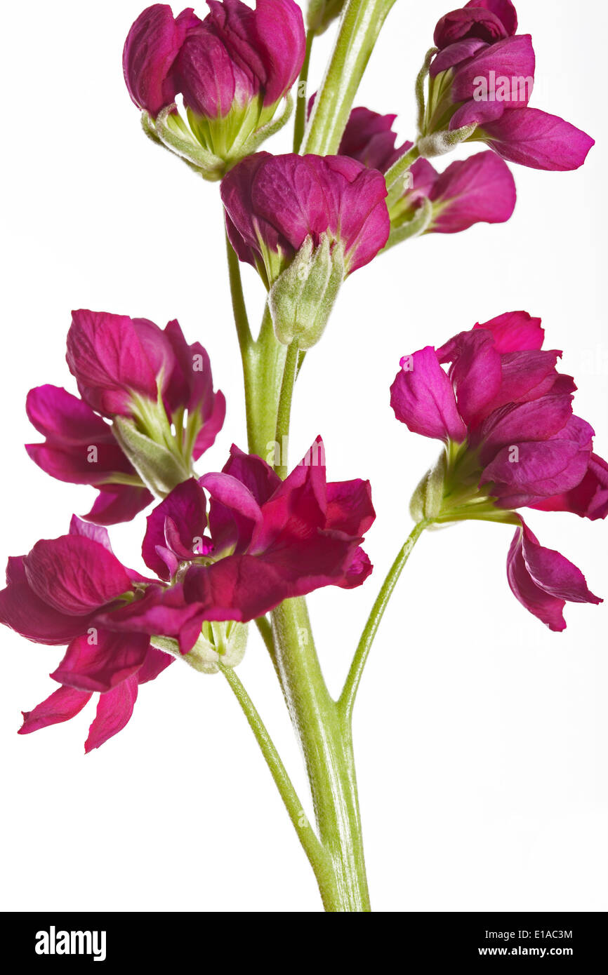Matthiola night-scented stock on a white background Stock Photo