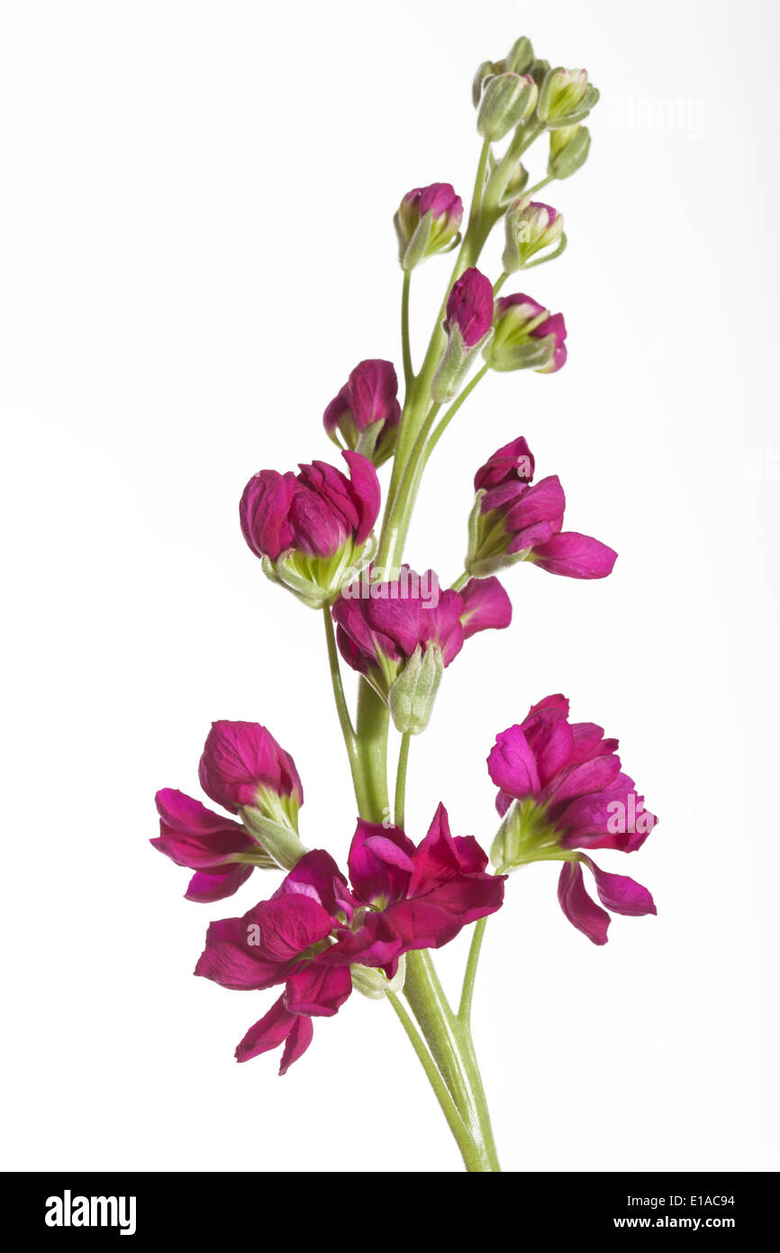 Matthiola night-scented stock on a white background Stock Photo