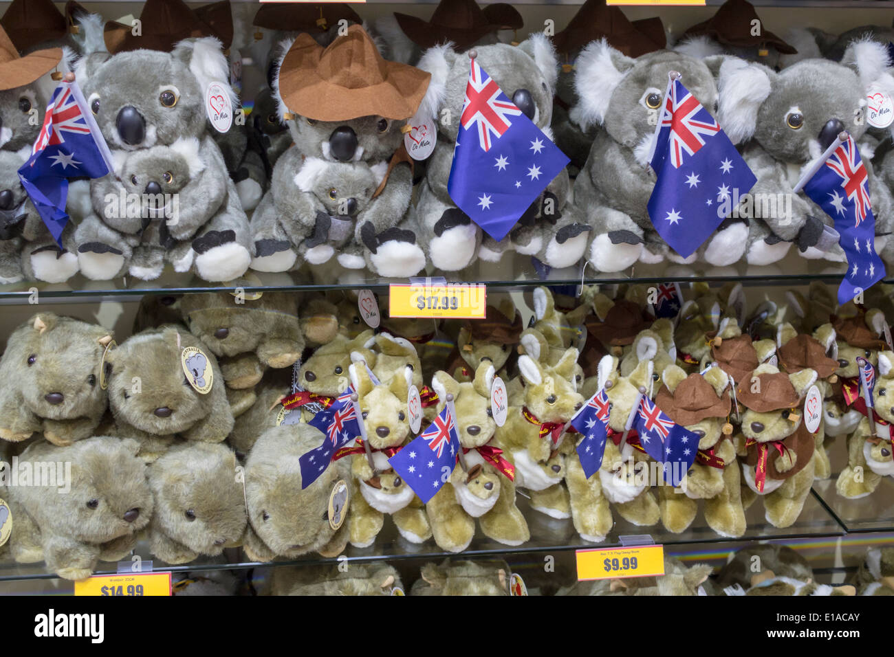 Brisbane Australia,Queen Street mall,promenade,souvenirs,gifts,stuffed animals,koala bear,kangaroo,wombat,AU140312107 Stock Photo