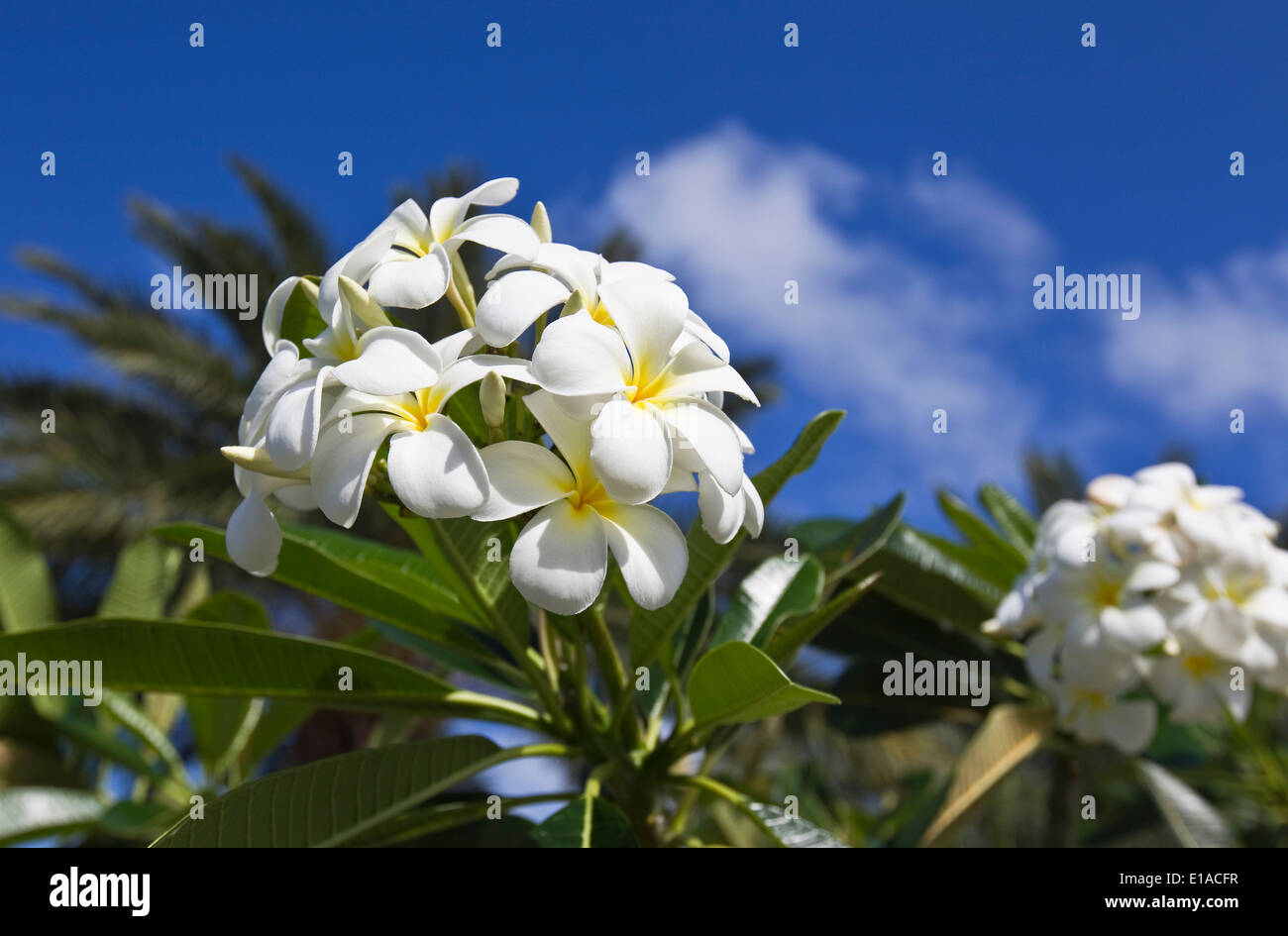 Frangipani, White Jasmine, Plumeria Stock Photo Alamy