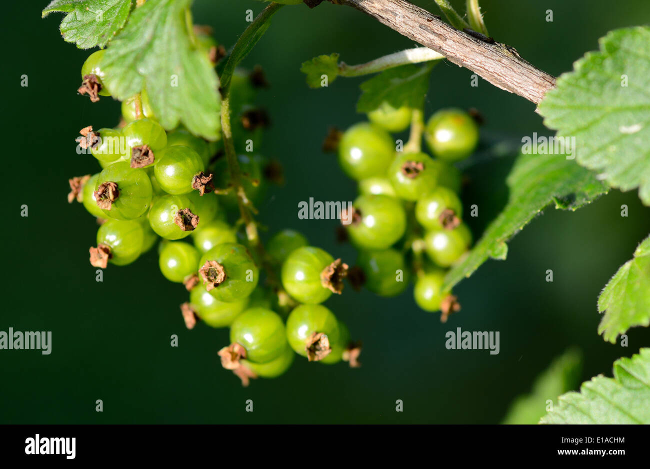 Unripe green currant fruit hanging on the twig. Stock Photo