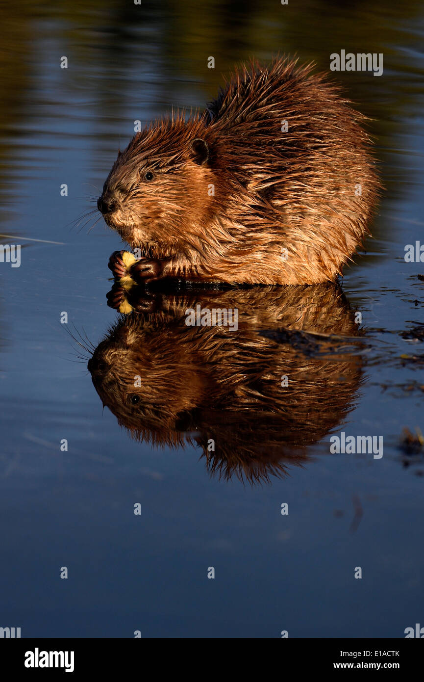 A young beaver sitting in the water of his pond Stock Photo