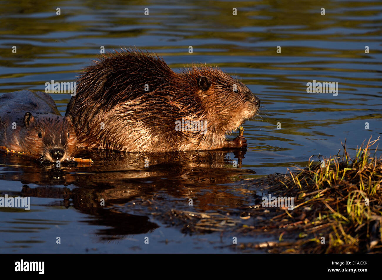 Two young beavers sitting in the water of their pond feeding on some