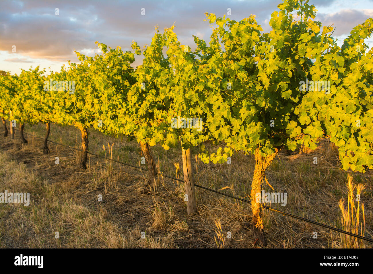 Vineyard, Barossa Valley, South Australia Stock Photo