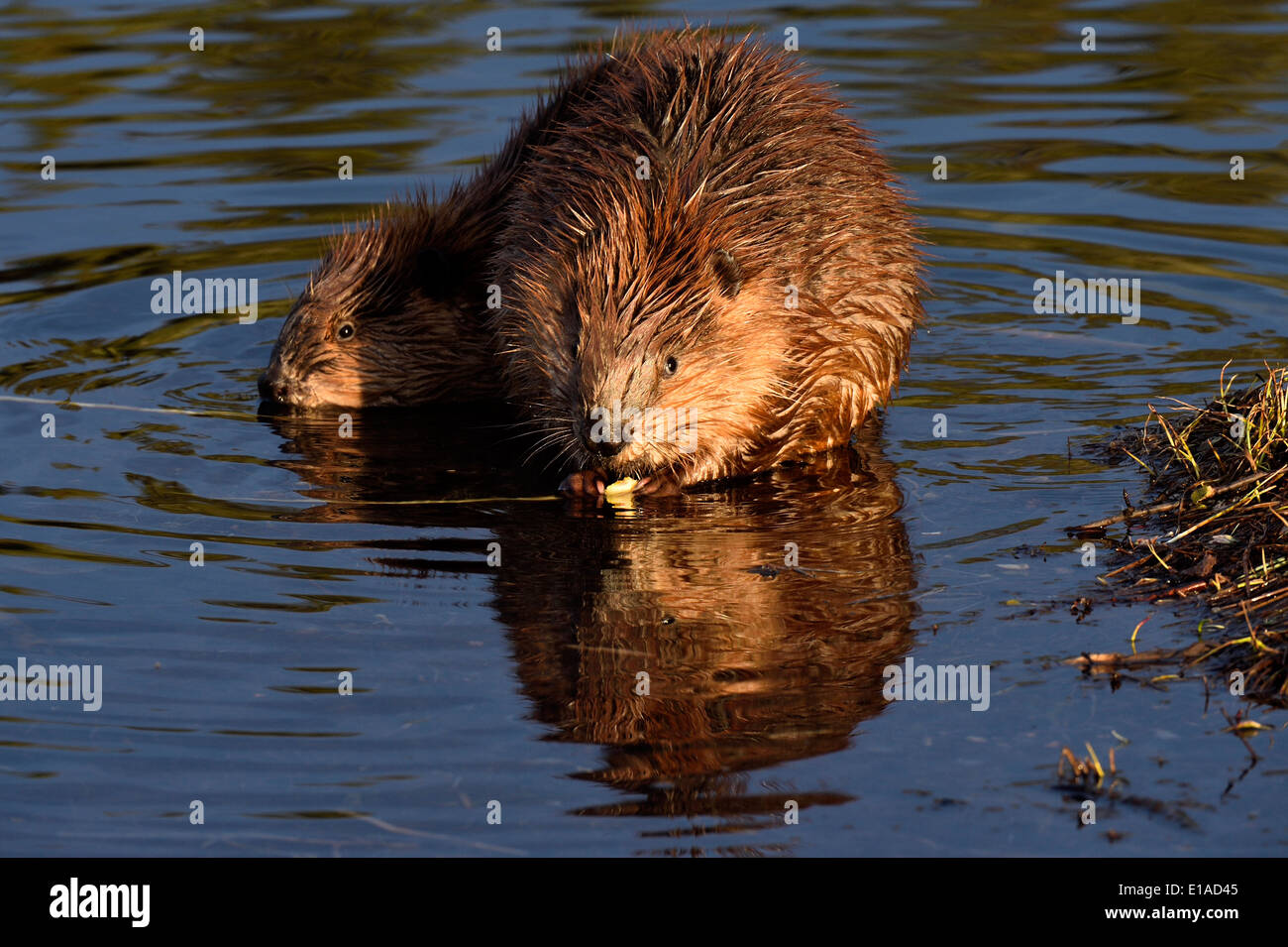Two young beavers sitting in the water of their pond feeding on some