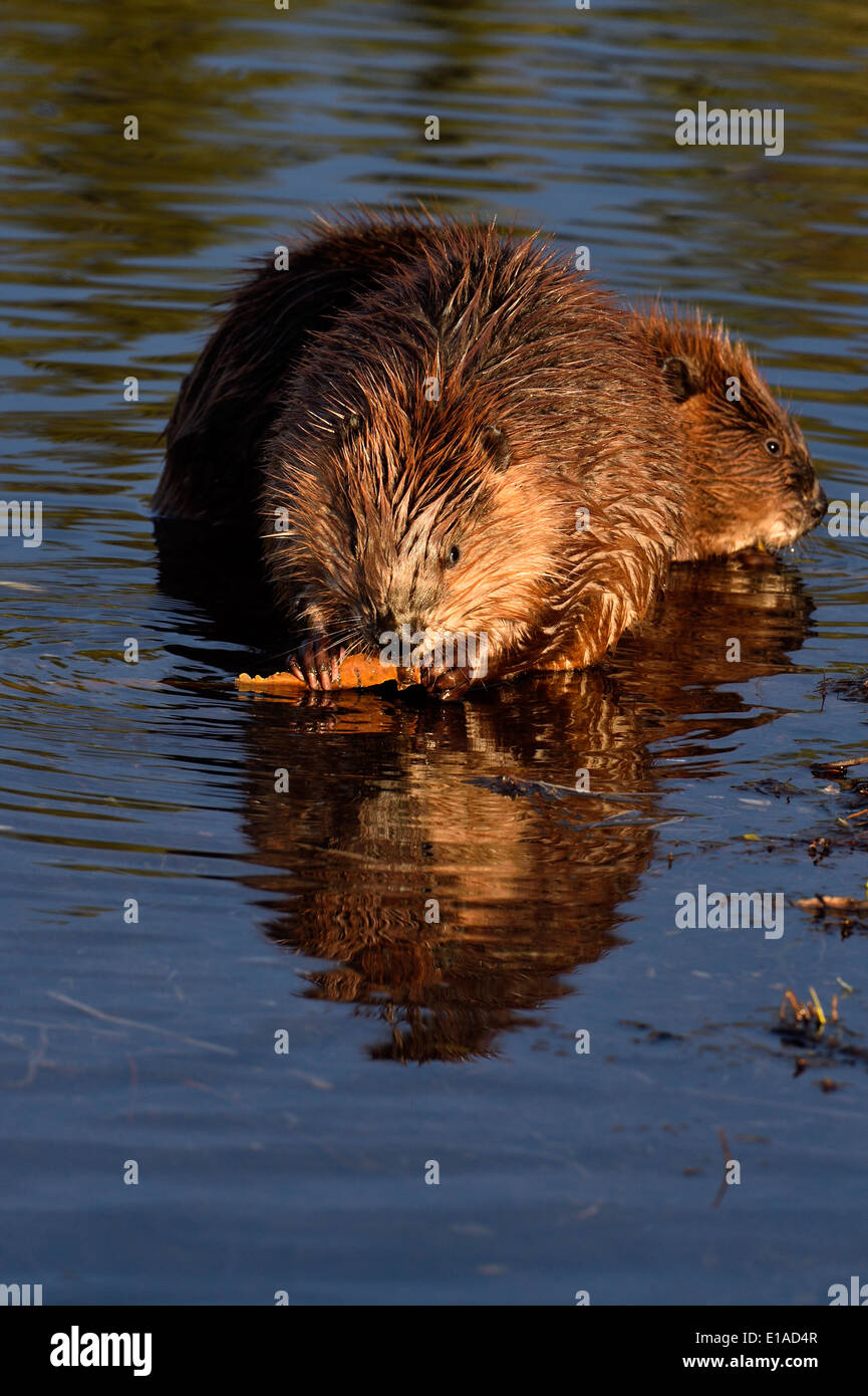 Two young beavers sitting in the water of their pond feeding on some