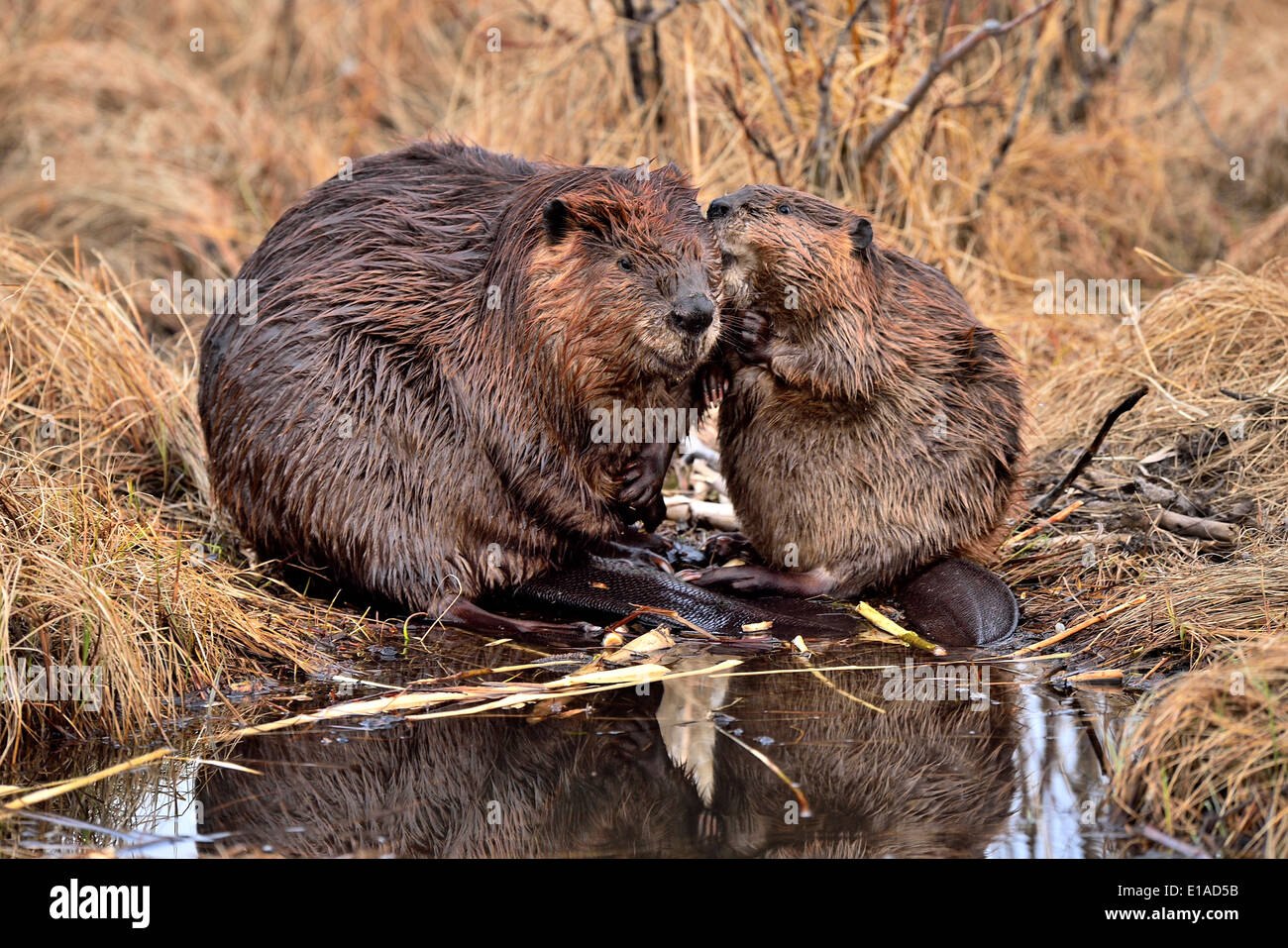 Two beavers sitting on the edge of their pond grooming and seeming to communicate to each other Stock Photo