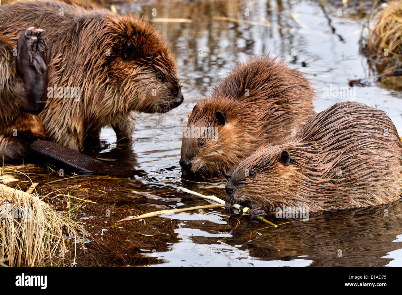 https://c8.alamy.com/comp/E1AD75/a-mother-beaver-castor-canadensis-with-2-kits-in-a-shallow-section-E1AD75.jpg