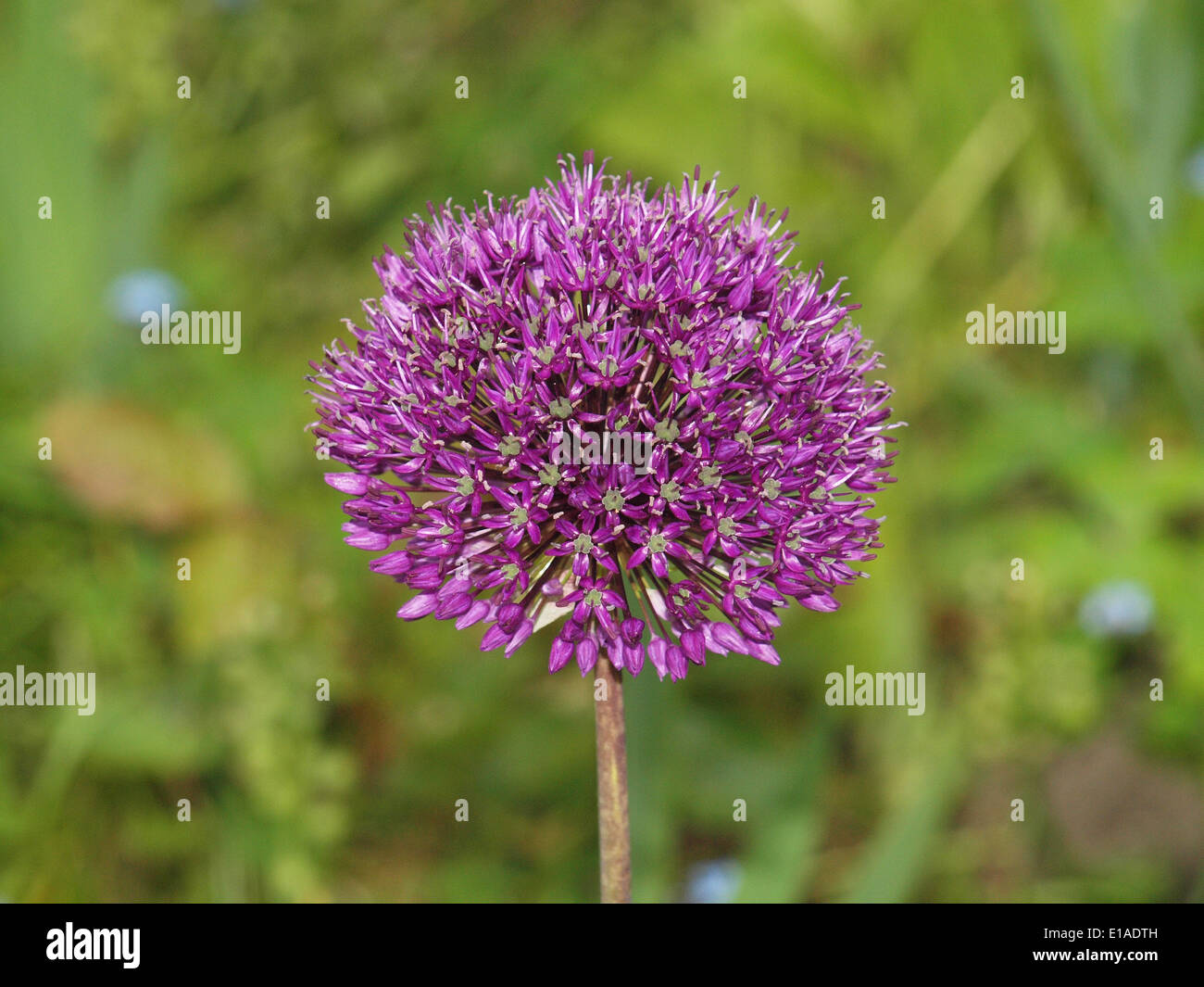 Purple Alium flower forming perfect globe against backdrop of flowergarden with forget-me-nots (Myosotis sylvatica) Stock Photo