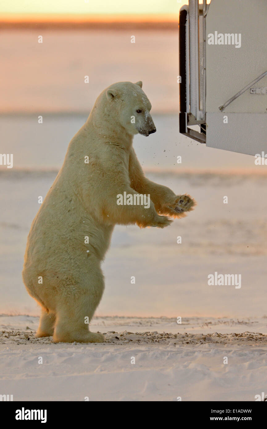 Hudson Bay coastline at freeze-up- with Tundra Buggy vehicle and curious polar bear Wapusk National Park, Cape Churchill Manitoba Canada Stock Photo