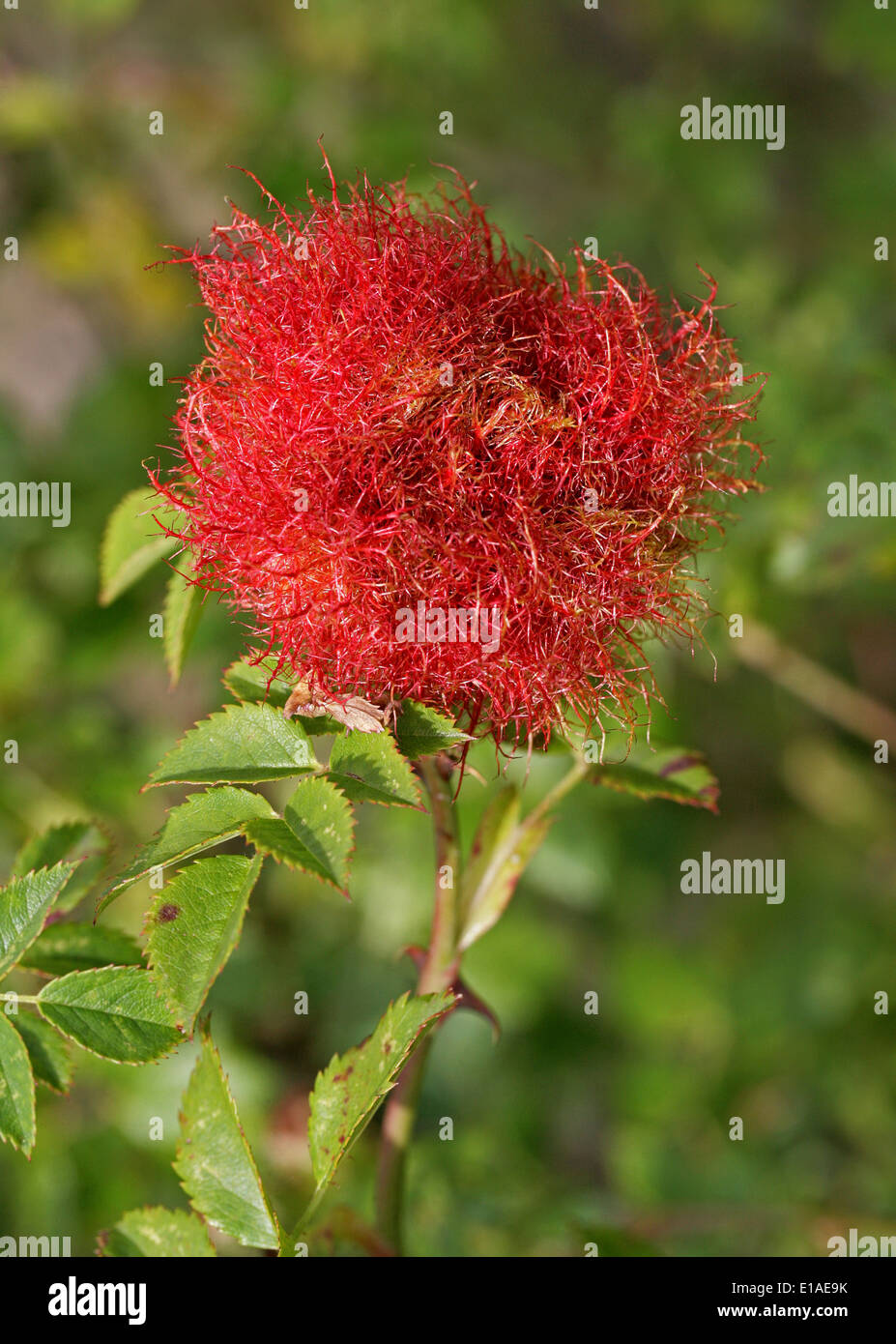 Bedeguar Gall on Dog Rose Caused by the Parasitic Mossy Rose Gall Wasp, Diplolepis rosae, Cynipoidea, Hymenoptera. Stock Photo