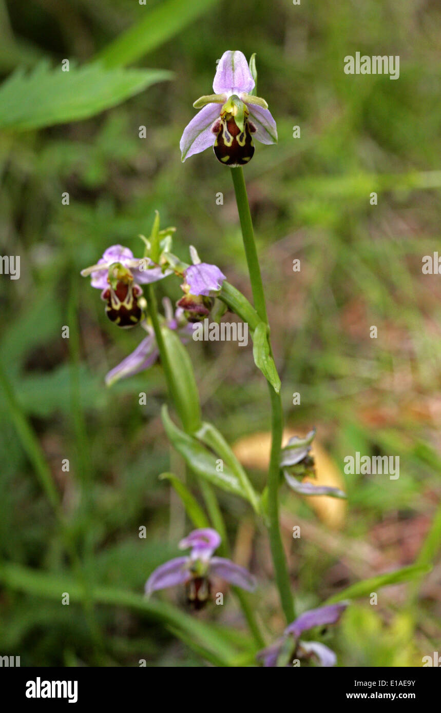 Bee Orchid, Ophrys apifera, Orchidaceae.  British Wild Flower. Chilterns, Hertsfordshire, UK. Also Europe and North Africa. Stock Photo