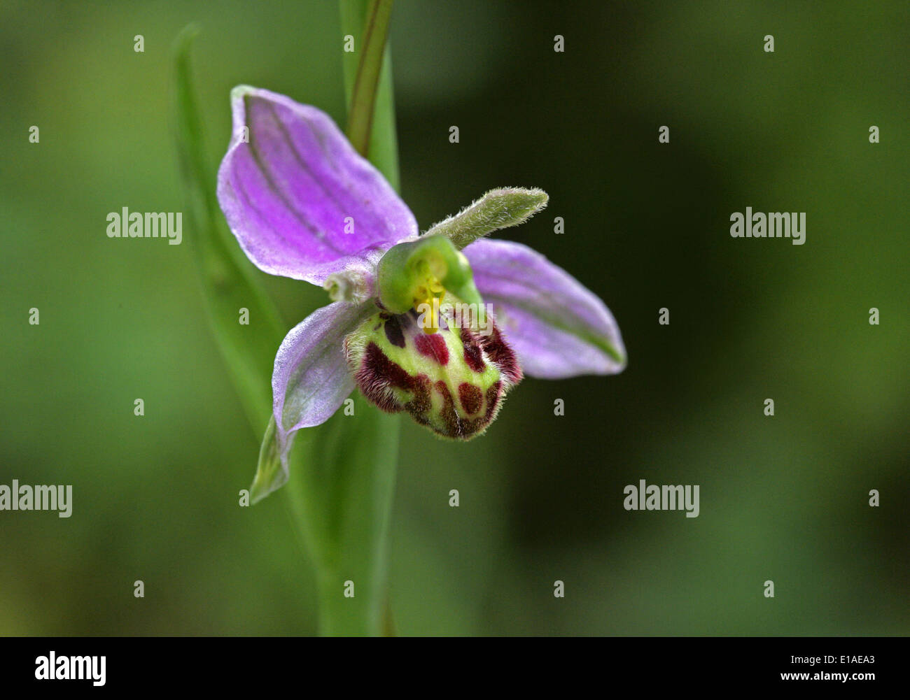Bee Orchid, Ophrys apifera, Orchidaceae. British Wild Flower. Chilterns