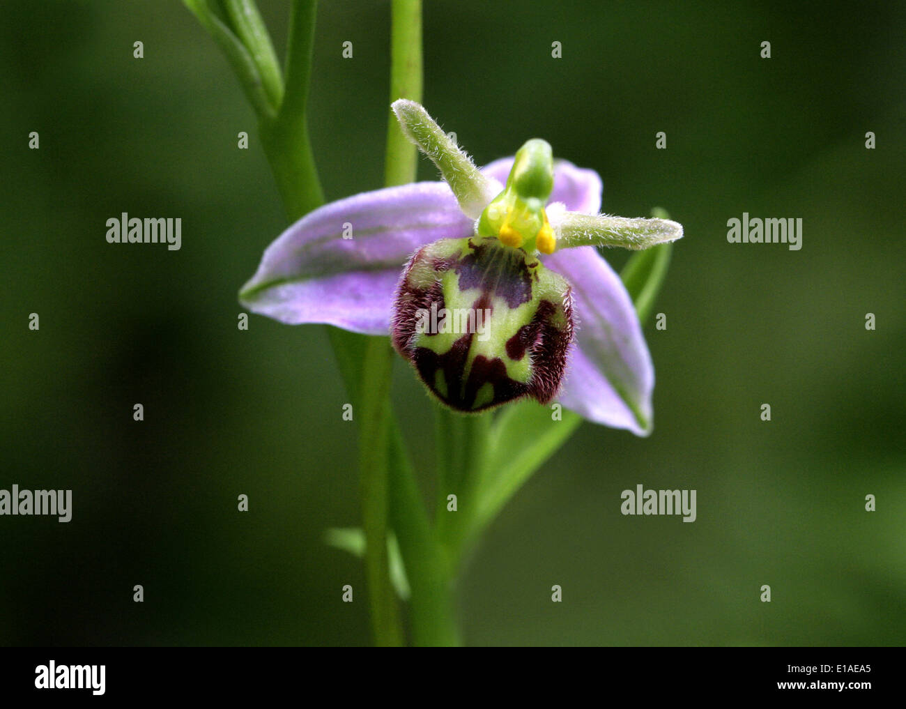 Bee Orchid, Ophrys apifera, Orchidaceae. British Wild Flower. Chilterns