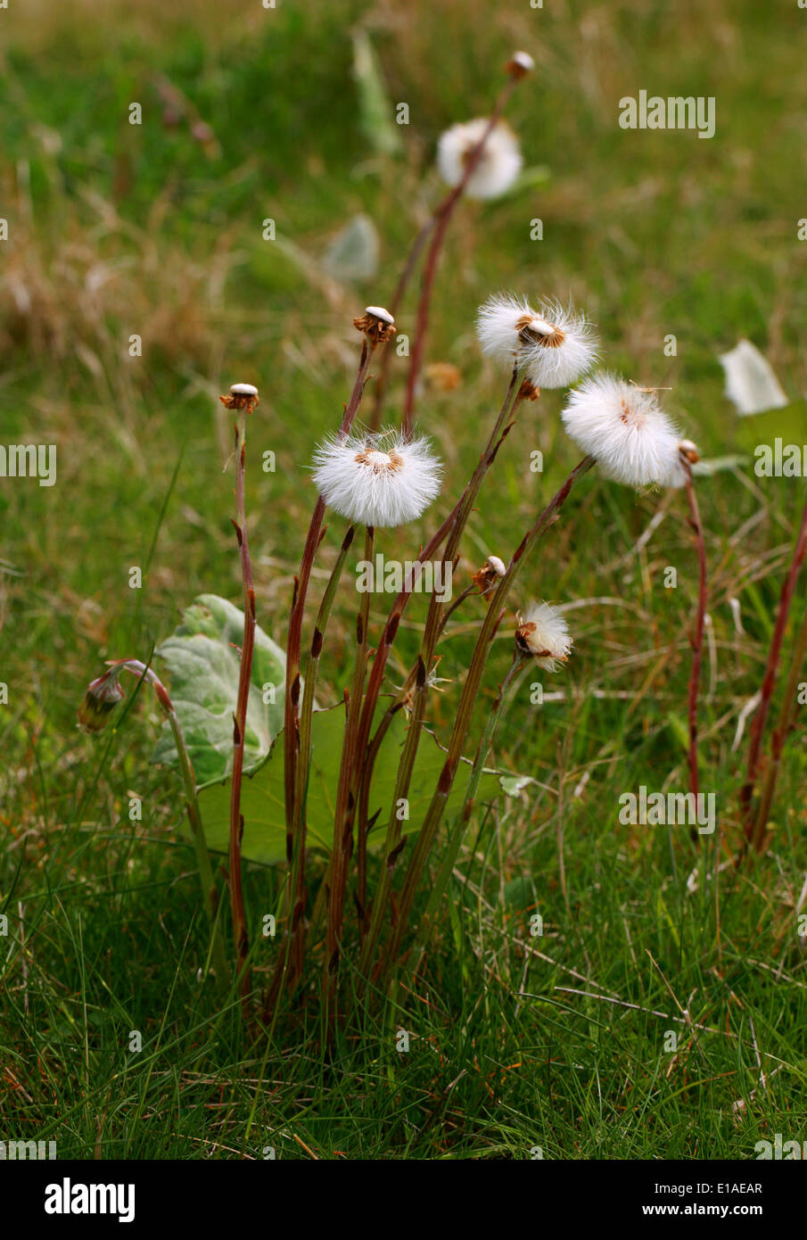 Coltsfoot Seedheads, Tussilago farfara, Asteraceae. Stock Photo