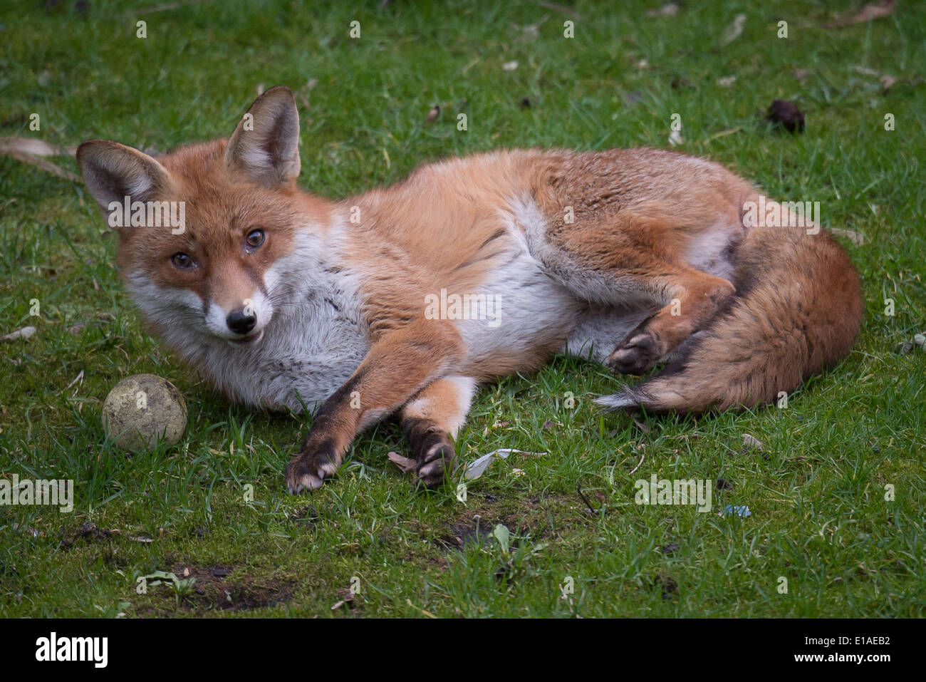 Urban fox relaxing with a tennis ball Stock Photo