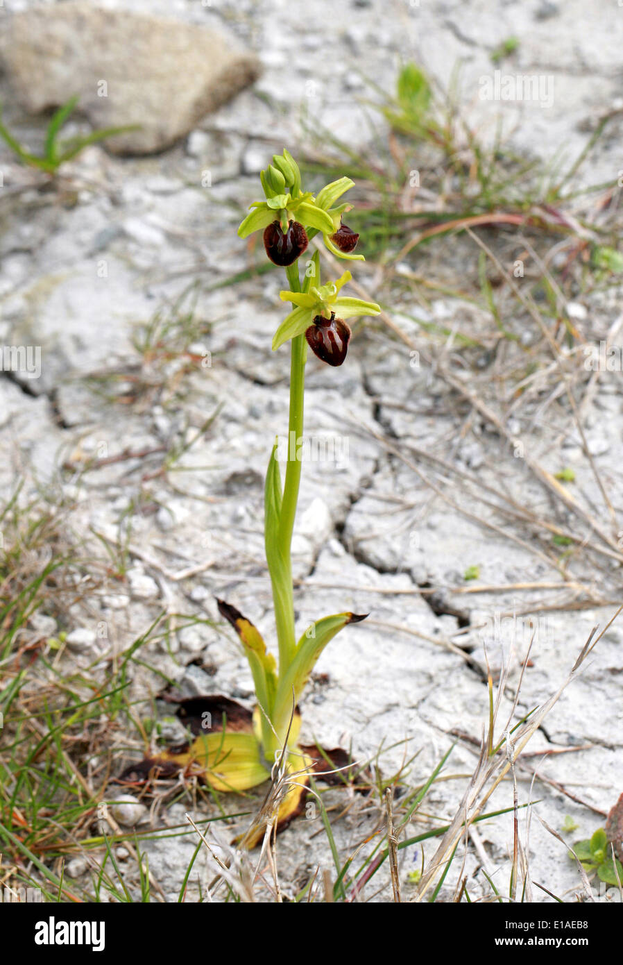 Early Spider Orchids, Ophrys sphegodes, Orchidaceae. Samphire Hoe, Kent. Stock Photo