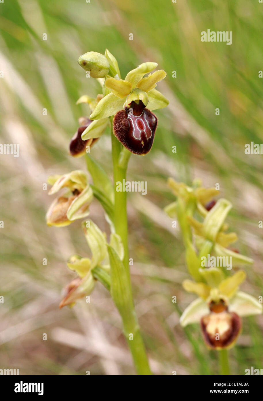 Early Spider Orchids, Ophrys sphegodes, Orchidaceae. Samphire Hoe, Kent. Stock Photo