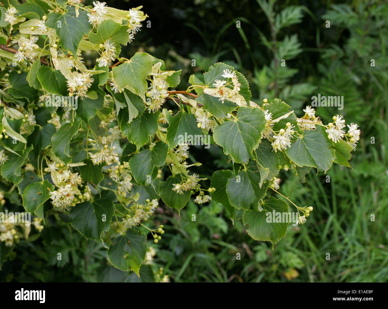 Common Lime Tree Flowers, Tilia vulgaris, Tiliaceae Stock Photo Alamy