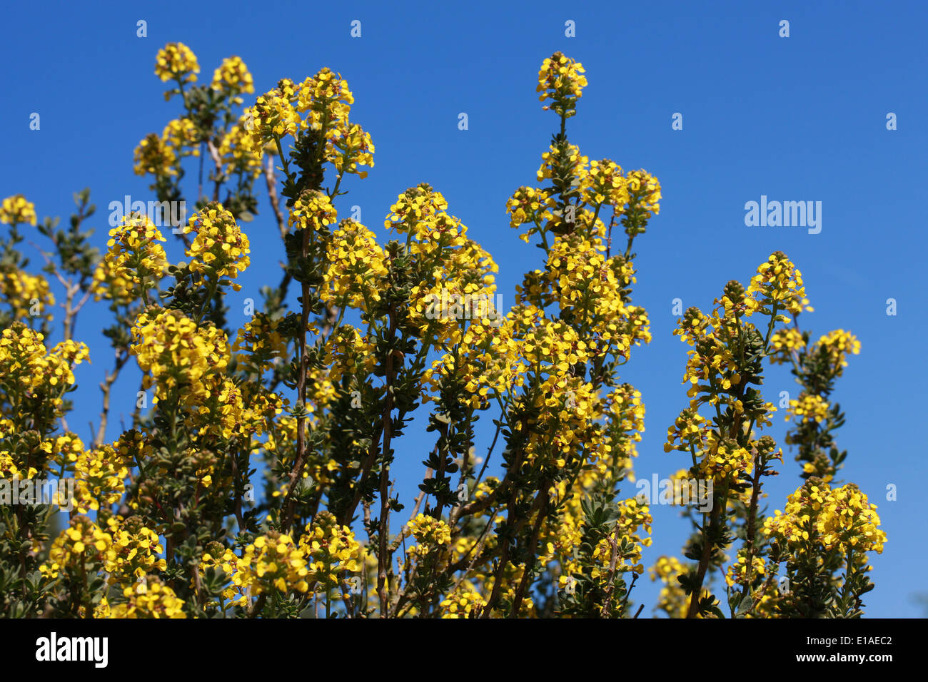 Vella pseudocytisus, Brassicaceae (Cruciferae). Vella is endemic to Algeria, Morocco, and the Iberian Peninsular. Stock Photo