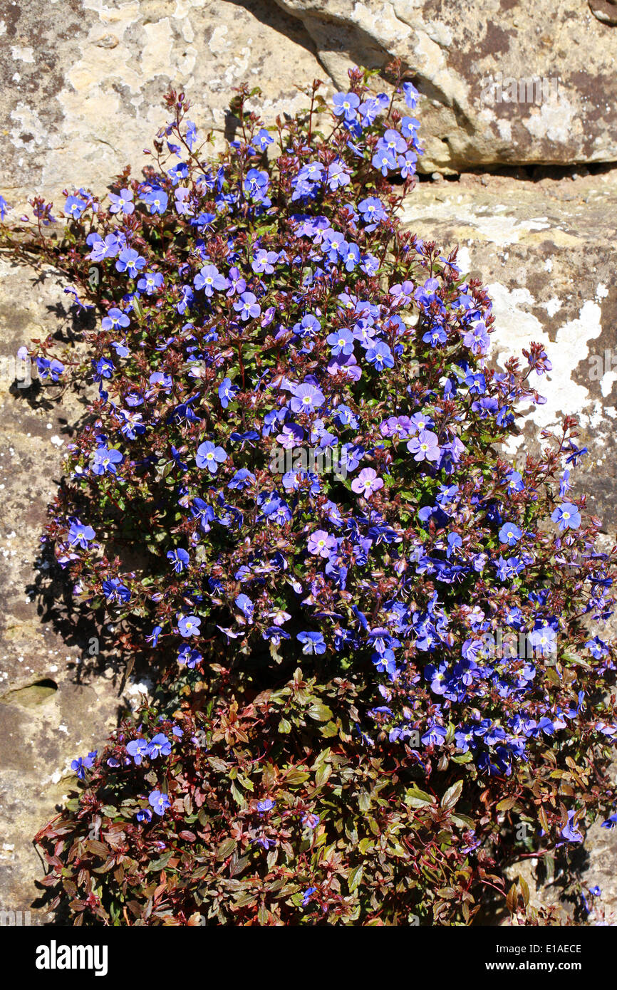 Creeping Speedwell, Veronica peduncularis 'Georgia Blue', Plantaginaceae Stock Photo