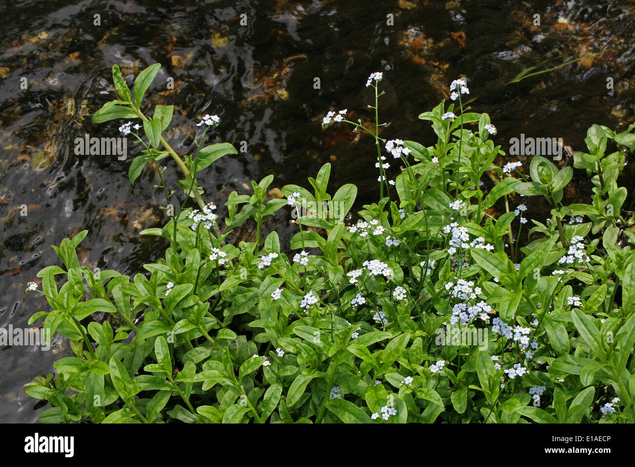 Water Forget-Me-Not, Myosotis scorpioides, Boraginaceae Stock Photo