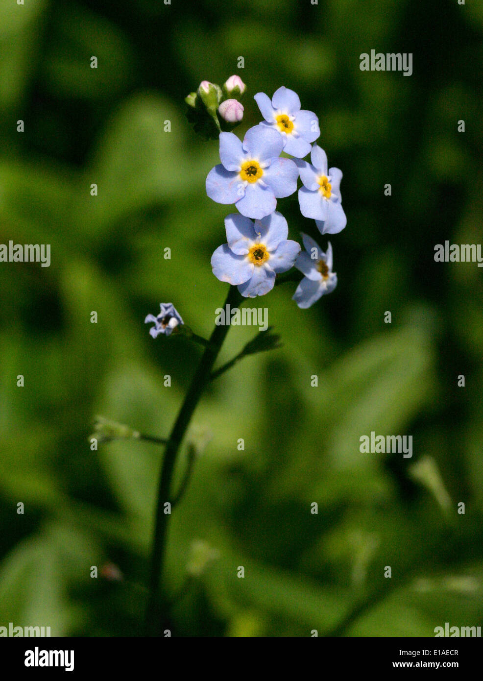 Water Myosotis scorpioides, Boraginaceae Stock Photo Alamy