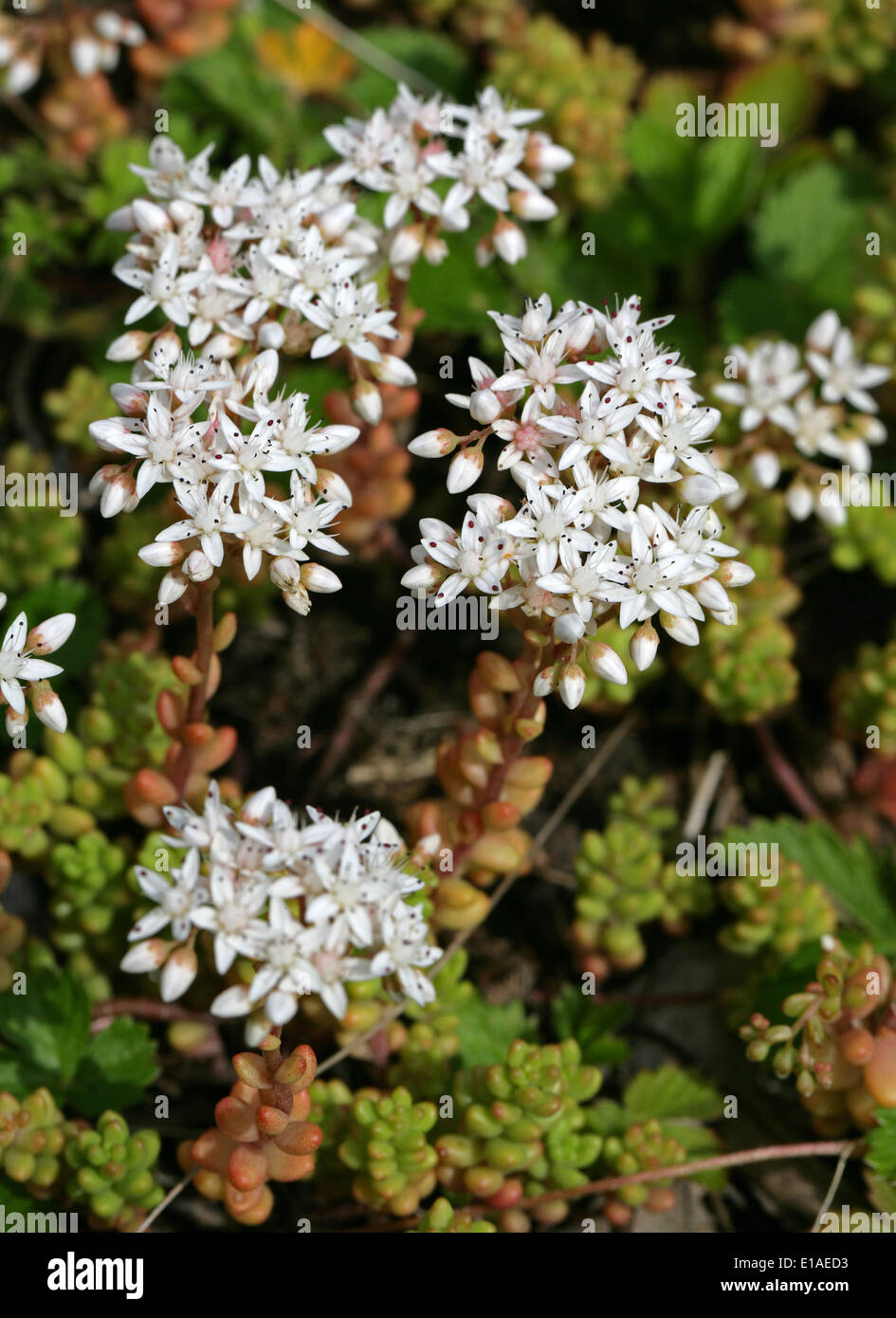 White Stonecrop, Sedum album, Crassulaceae. Stock Photo