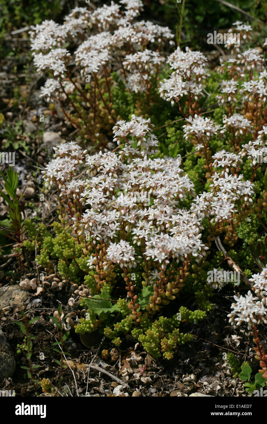 White Stonecrop, Sedum album, Crassulaceae. Stock Photo