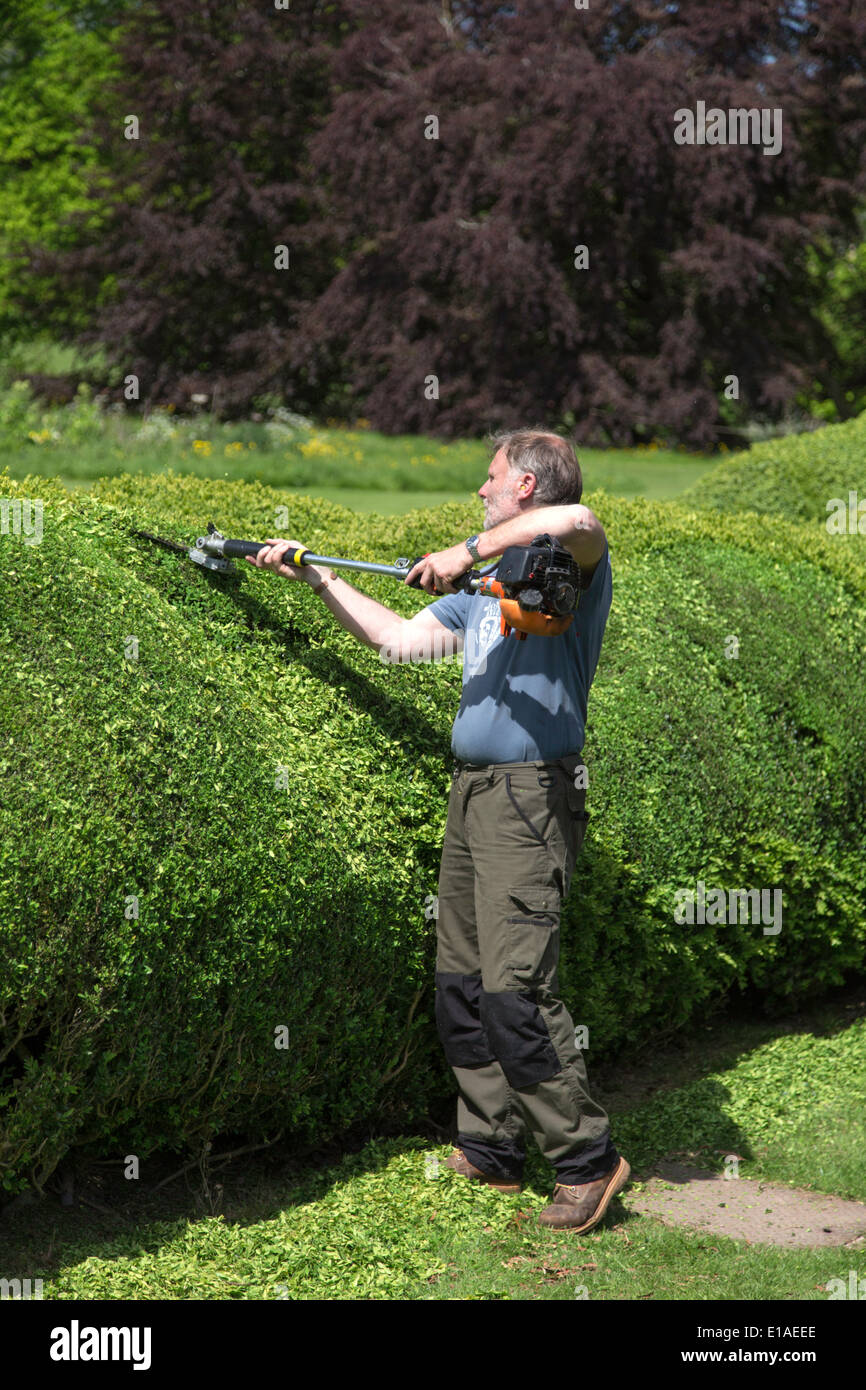 Gardener trimming the Yew tree hedges at Packwood House, Warwickshire, England, UK Stock Photo