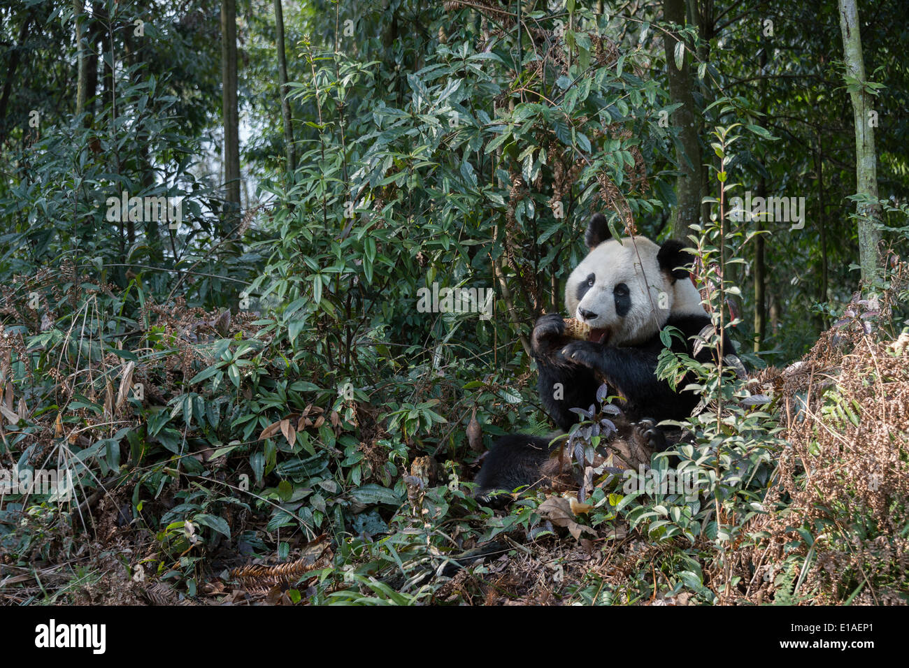 Adult panda sitting in the bush eating a bamboo shoot, Bifeng Xia ...