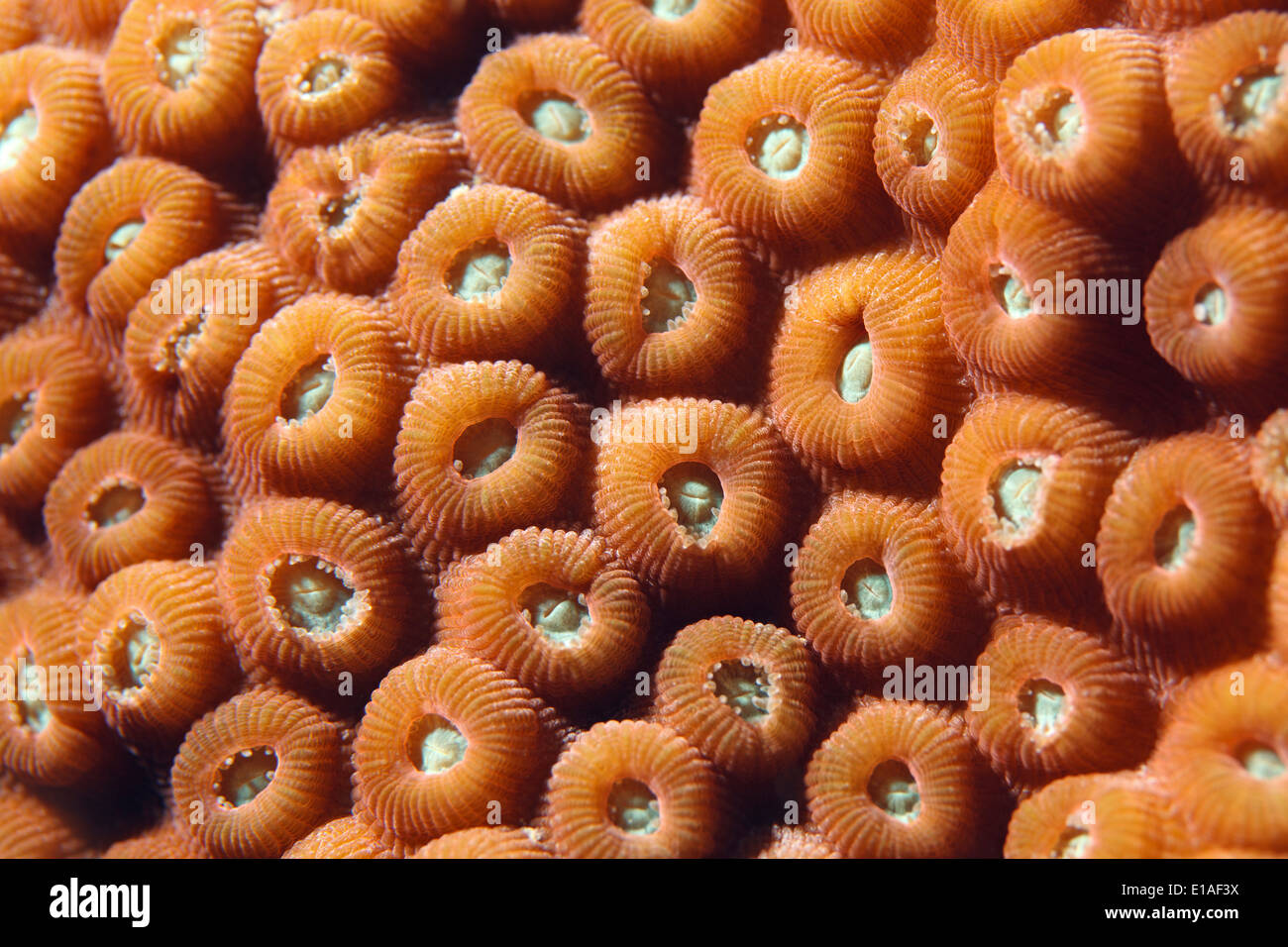 Close-up of great star coral (Montastraea cavernosa) in the Caribbean sea around Bonaire, Netherlands antilles. Groot sterkoraal. Photo V.D. Stock Photo