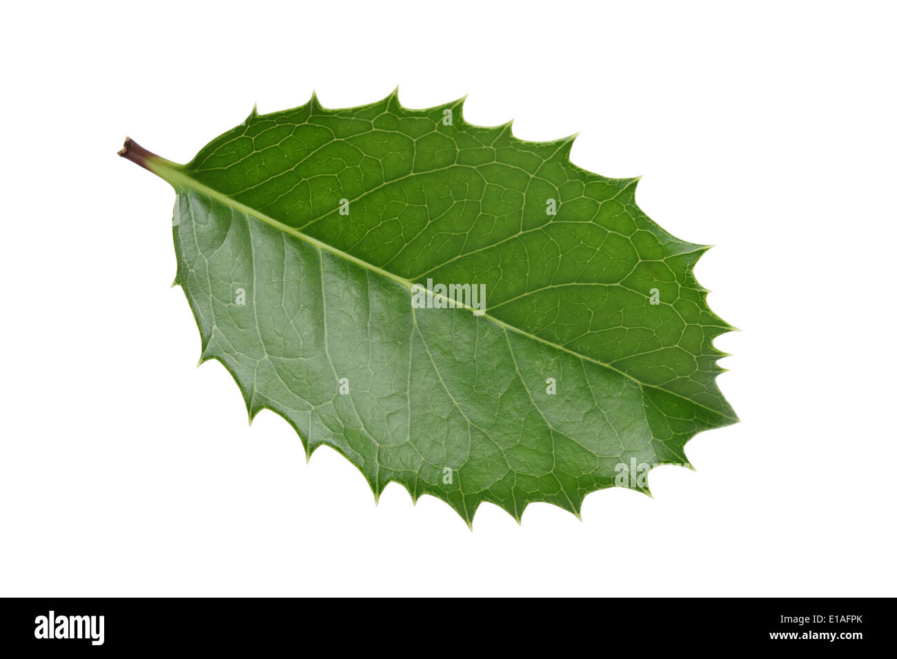 holly leaf on white background, hiiragi Stock Photo