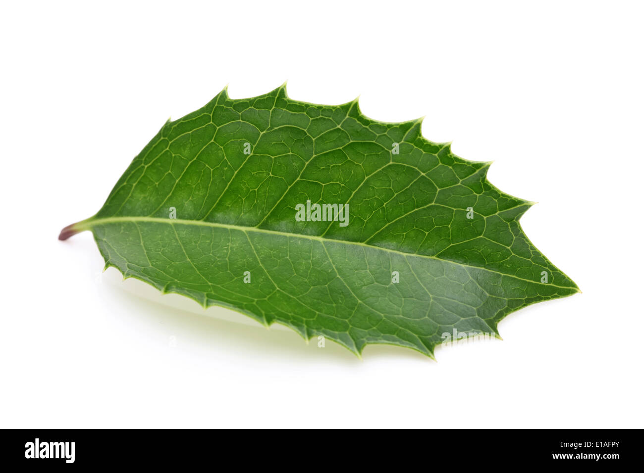 holly leaf on white background, hiiragi Stock Photo