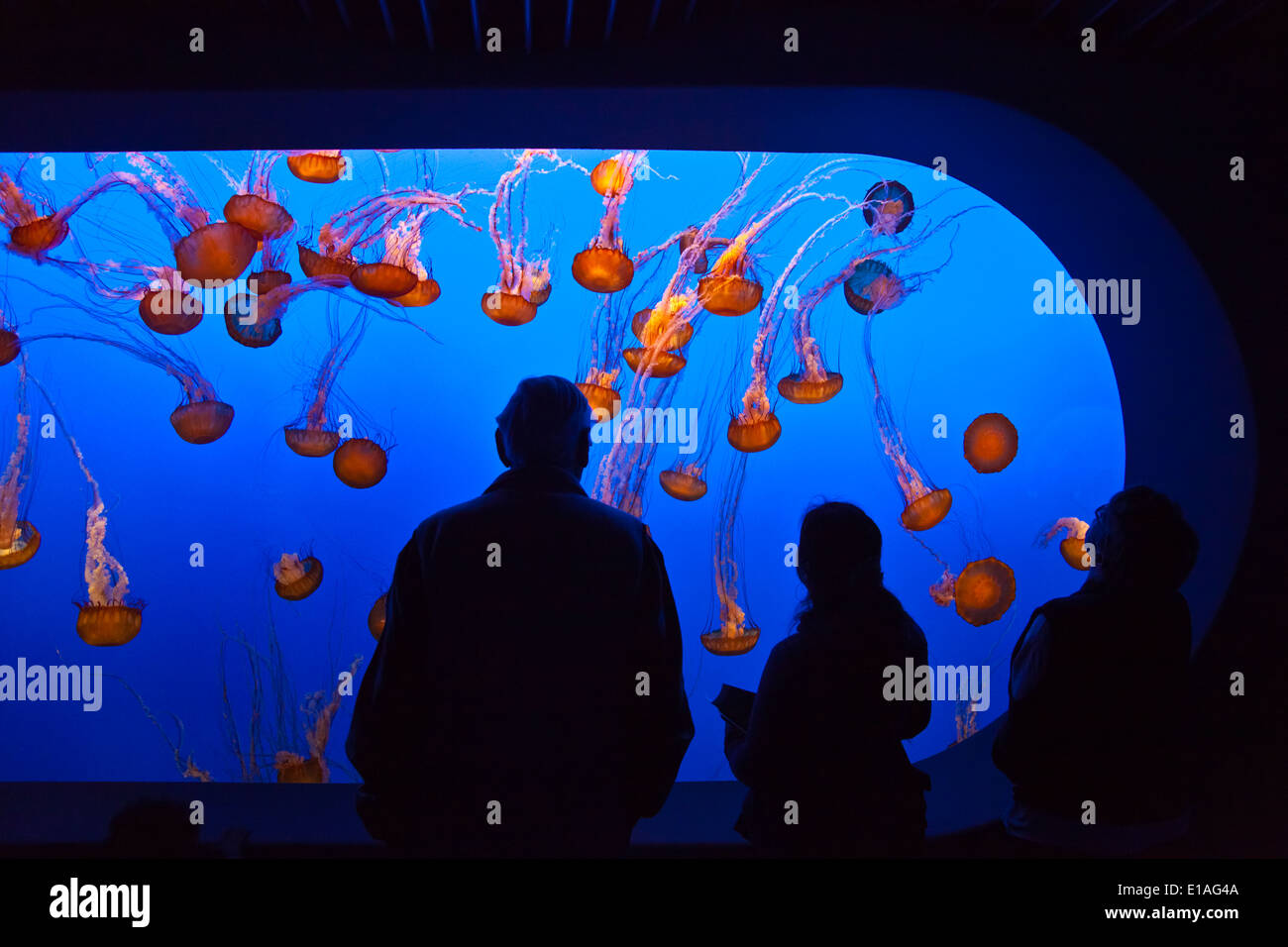 Visitors watch SEA NETTLE JELLYFISH on display at the MONTEREY BAY AQUARIUM - MONTEREY, CALIFORNIA Stock Photo