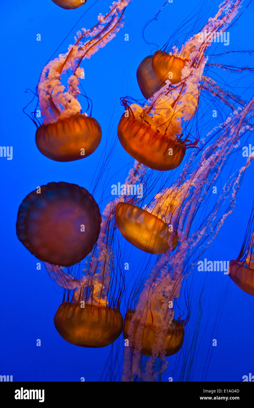 SEA NETTLE JELLYFISH on display at the MONTEREY BAY AQUARIUM - MONTEREY, CALIFORNIA Stock Photo