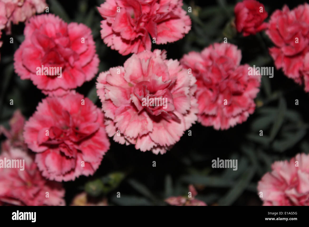 Light pink carnations Stock Photo