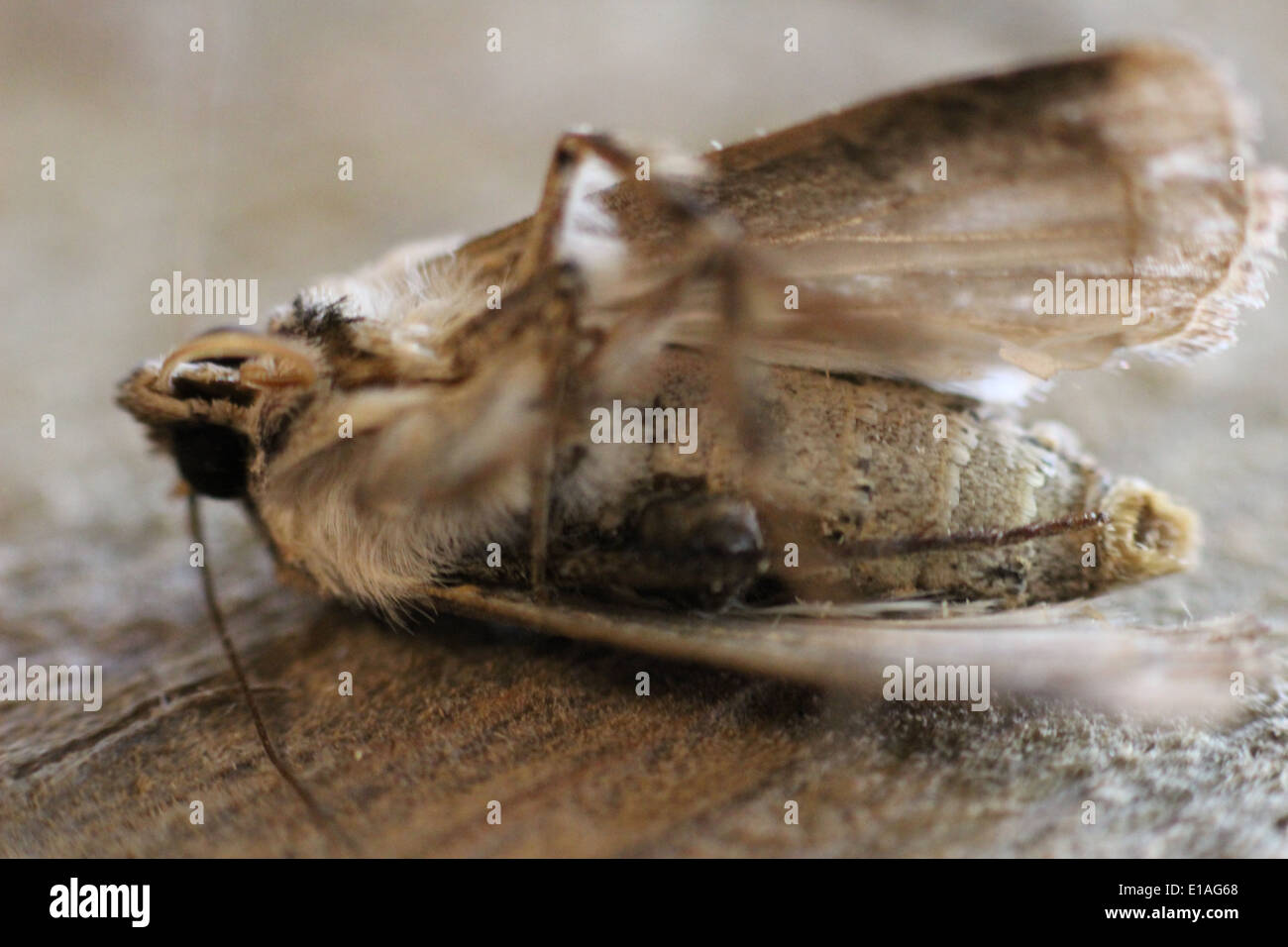 Dead moth Stock Photo 69688368 Alamy
