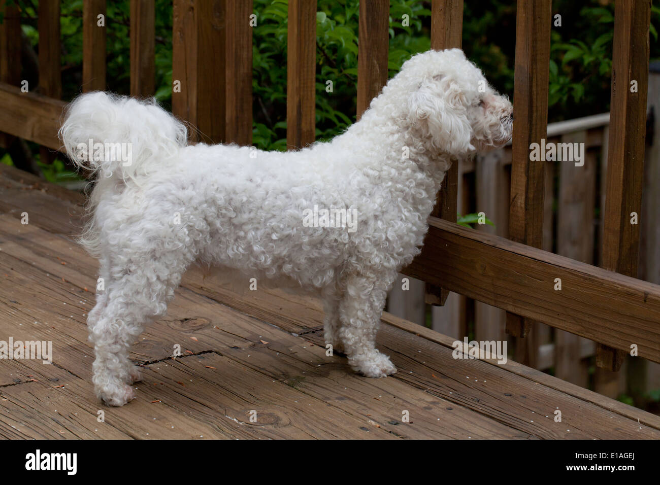 MIniature poodle looking through pickets on deck Stock Photo