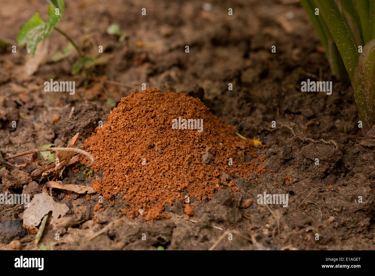 Ant mound on clay soil - USA Stock Photo