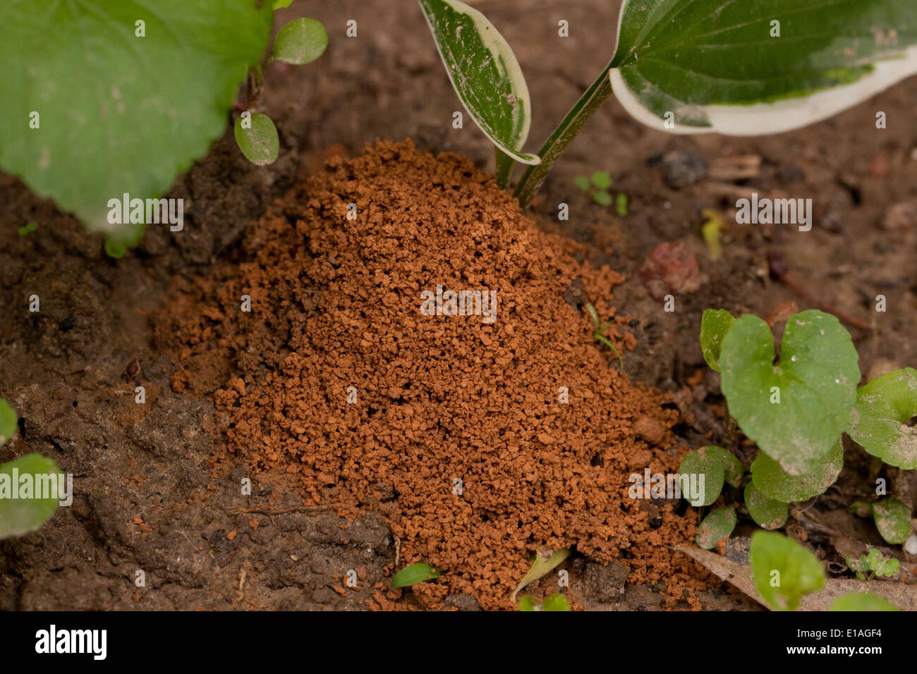 Ant mound on clay soil - USA Stock Photo