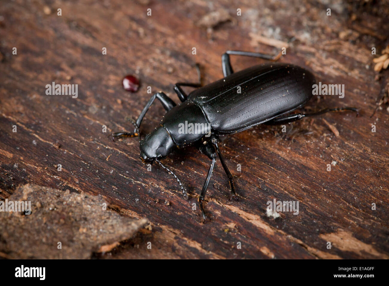 Mealworm beetle hires stock photography and images Alamy