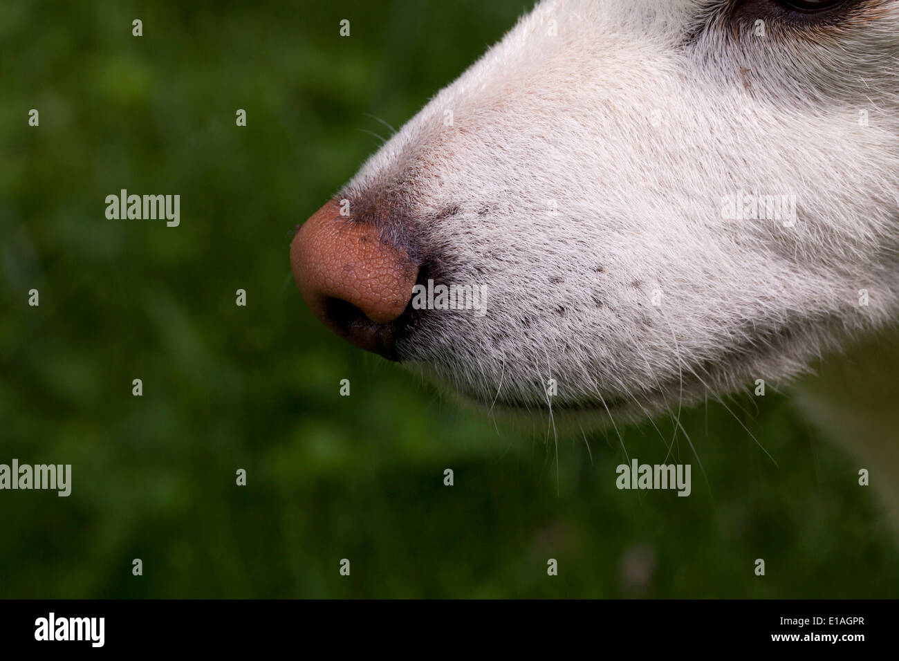 Closeup of a dog's snout Stock Photo