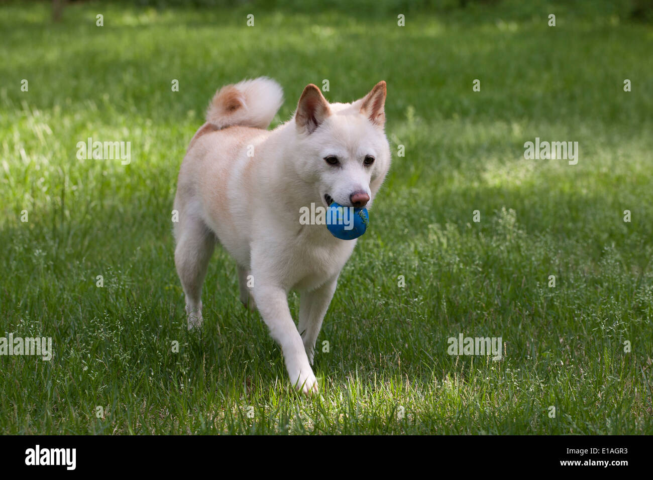 Dog retrieving ball Stock Photo