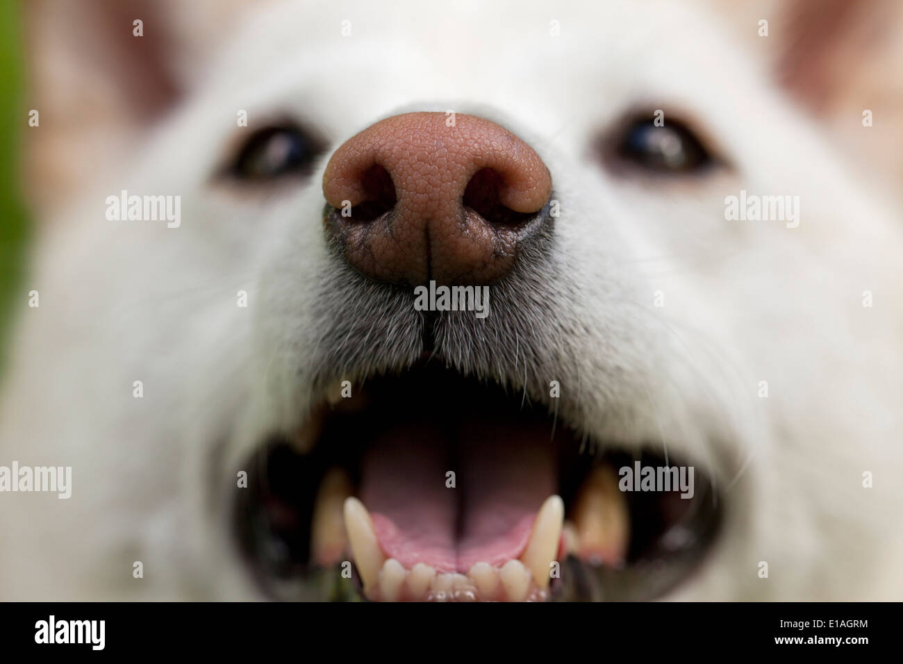 Closeup of a dog's snout Stock Photo